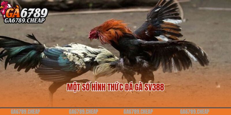 Một số hình thức đá gà SV388 dành cho người chơi