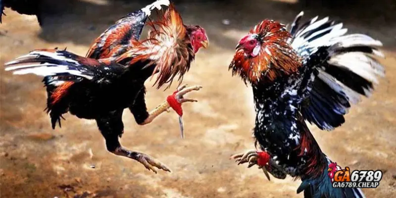Đá Gà Cựa Dao: Môn Thể Thao Đỉnh Cao Hot Nhất 2025 1 Đá gà cựa dao là gì?