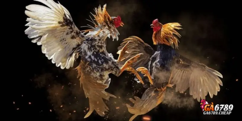 Đá Gà Cựa Dao: Môn Thể Thao Đỉnh Cao Hot Nhất 2025 3 Kinh nghiệm chơi đá gà cựa dao thắng lớn tại Ga6789
