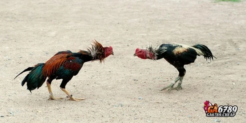 Lý do đá gà cựa sắt tại Ga6789 được nhiều người yêu thích